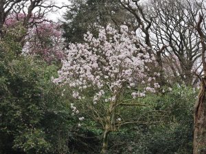 magnolia display in Old Park