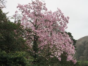 magnolia display in Old Park