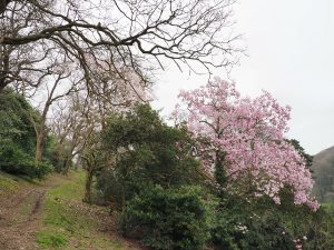magnolia display in Old Park
