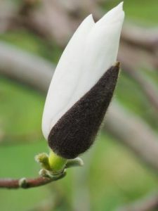 Magnolia ‘Delicatissima’