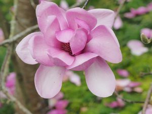 Magnolia ‘Eleanor May’
