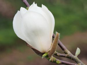 Magnolia ‘Pickards Snow Queen’