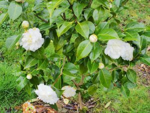 Camellia ‘Silver Ruffles’