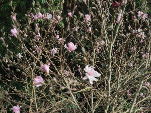 Magnolia stellata ‘Chrysanthenumiflora’