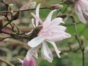 Magnolia stellata ‘Kiskei’