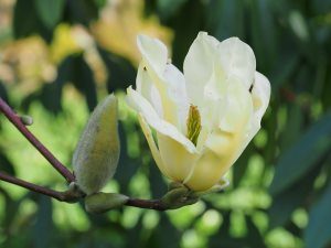 Magnolia ‘Sunray’
