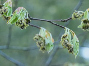 Fagus asplenifolia