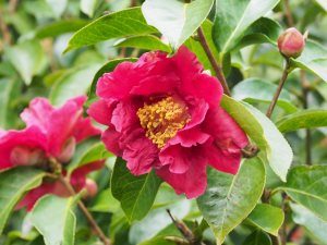 Seedling from Camellia reticulata ‘Nuccios Ruby’