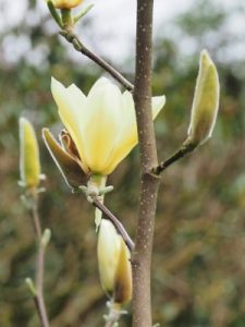 Magnolia ‘Petite Chicon’