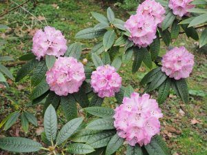 Rhododendron frangipanensis