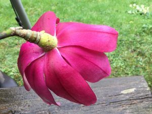 Magnolia campbellii ‘Peter Borlase’