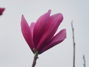 Magnolia ‘Lili-Diva’