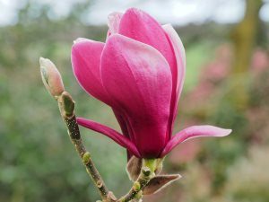 Magnolia ‘March-Till-Frost’