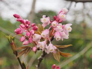 Staphylea holocarpa ‘Rosea’