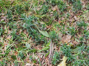 Pododcarpus salignus seedlings