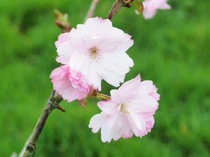 Prunus matsumae ‘Beni-Yukata’