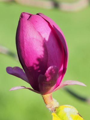 Magnolia ‘Black Tulip’ x ‘Deep Purple Dream’
