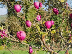 Magnolia ‘Black Tulip’ x ‘Deep Purple Dream’