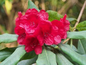 Dad’s last (dark red) rhododendron hybrid