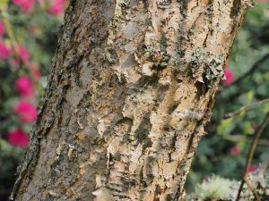 Betula pendula ssp. szechuanica ‘Liuba White’