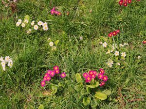 Cyclamen coum, coloured primroses and wild primulas