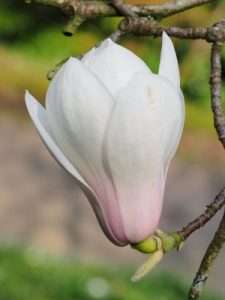Magnolia ‘Rouged Alabaster’