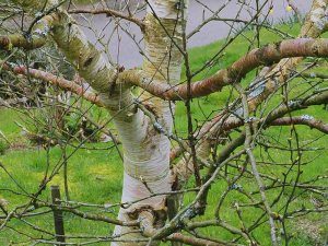 Betula ermanii ‘Greyswood Hill’