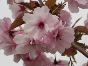 Prunus matsumae ‘Beni-Yutaka’