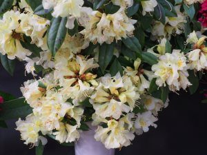 Rhododendron bahuiniflorum