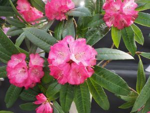 Rhododendron lukingense