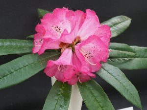 Rhododendron lukingense