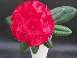 Rhododendron ‘Rubicon’