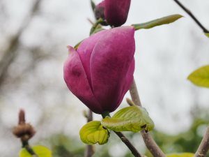Magnolia ‘Rose Marie’ x ‘Black Tulip’