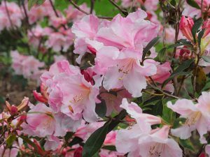 Rhododendron ‘Ann Teese’