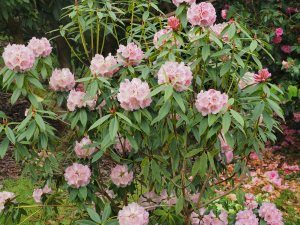 Rhododendron irroratum ‘Polka Dot’
