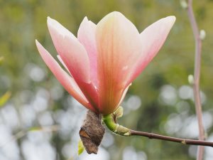 Magnolia ‘Peachy’