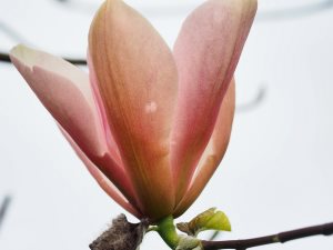 Magnolia ‘Peachy’