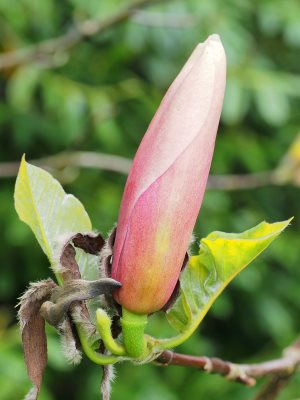 Magnolia ‘Daybreak’
