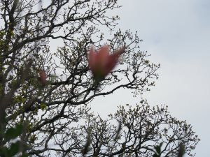 Magnolia ‘Daybreak’
