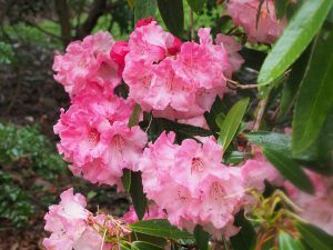 huge ‘blowsy’ rhododendrons