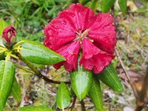 Rhododendron mengtszense