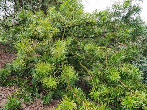 Podocarpus macrophyllus ‘Aureus’