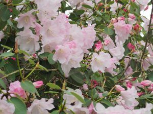 Rhododendron decorum ‘High Sheriff’ x Rhododendron williamsianum and ‘Tinners Blush’