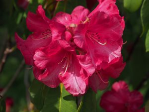 Rhododendron ‘Lady Montagu’