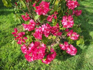 Rhododendron ‘Lady Montagu’