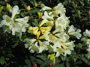 Rhododendron ‘Michael’s Pride