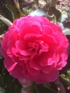 Camellia reticulata ‘Lary Piet’