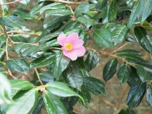 Camellia ‘Mary Jobson’ (first out January)