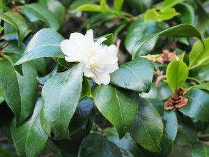 Camellia ‘Noblissima’ (first out November)