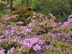 Azalea ‘Caerhays Lavender’